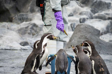 A group of cute penguins are being fed by the breederの写真素材