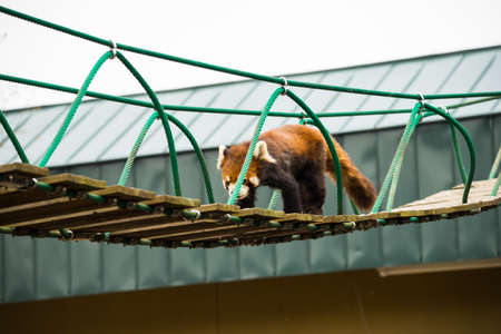 Ailurus fulgens in japan's zoo
