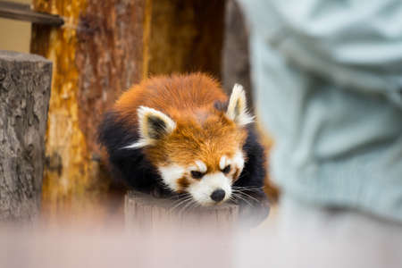 Ailurus fulgens in japan's zooのeditorial素材