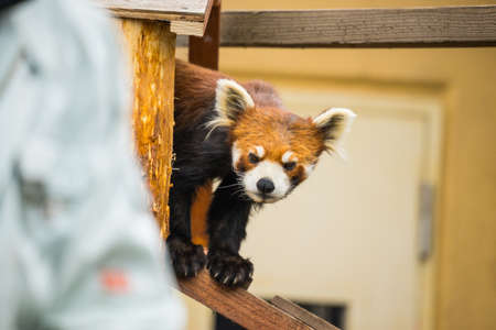 Ailurus fulgens in japan's zoo