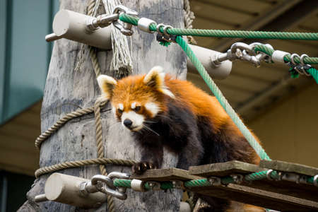 Ailurus fulgens in japan's zoo