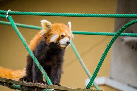 Ailurus fulgens in japan's zoo