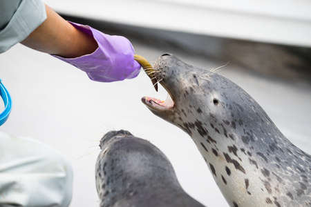 Feeding seals in Japanの写真素材