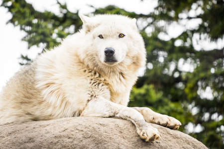 White wolf in japanの写真素材
