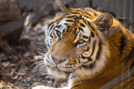 Heroic Tiger in the zoo
