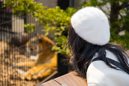 Heroic Tiger in the zoo and girlの写真素材