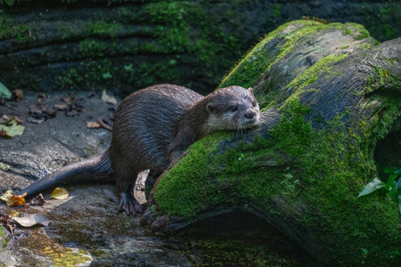 Asian small-clawed otter (Lutra lutra)の写真素材