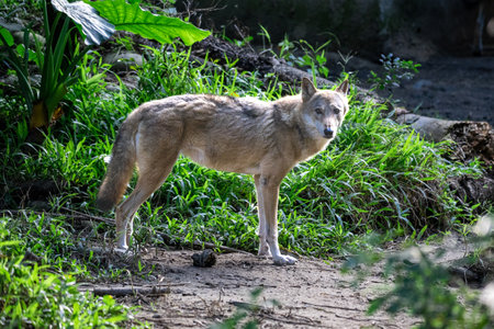 Gray wolf (Canis lupus) in the nature.