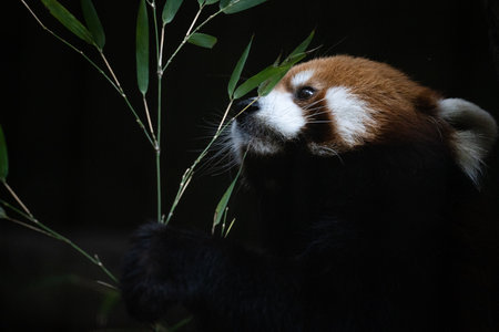 Red panda (Ailurus fulgens) eating bamboo leavesの写真素材