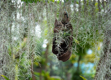 Hanging plant in the garden, Thailand. selective focusの写真素材