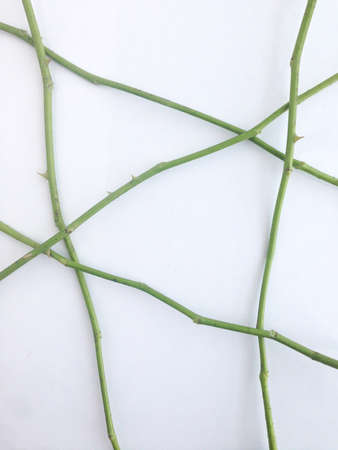 rose trunk and white backgroundの写真素材