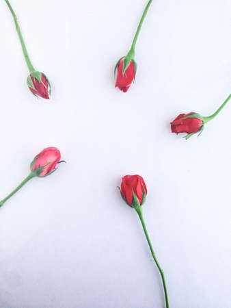 rose on white