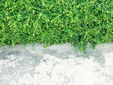 cement and green