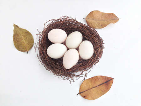 duck egg on nest made from banyan tree air root with white background and dry leafの写真素材