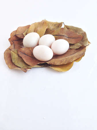 duck eggs on dry leavesの写真素材