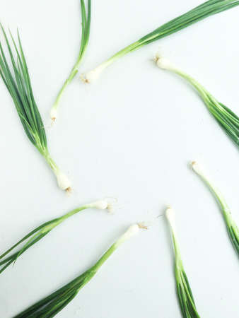 spring onion and spaceの写真素材