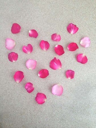 rose on plywood backgroundの写真素材