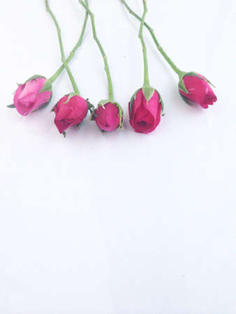 rose on whiteの写真素材