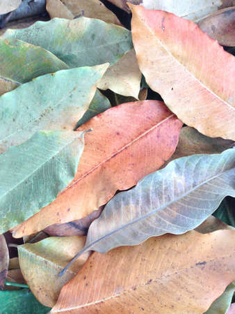 colorful of  dry leaves backgroundの写真素材