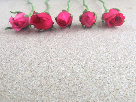 rose on plywood background