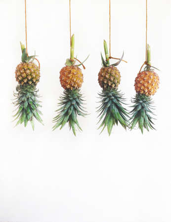 Pineapples hanging, white back groundの写真素材