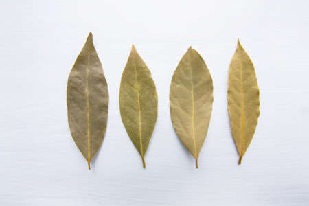 Dried bay leaves on white wooden background.の写真素材