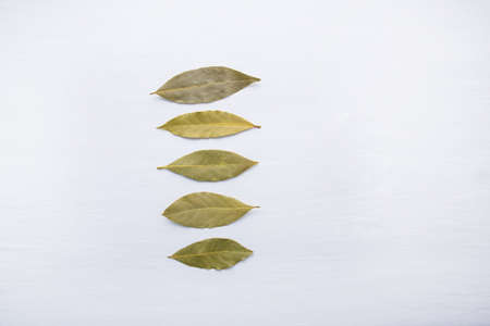 Dried bay leaves on white wooden background.の写真素材