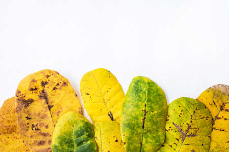 Green and yellow leaves of  Cashew on white background. With copy space. isolateの写真素材