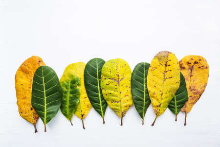 Green and yellow leaves of  Cashew on white background. With copy space. isolateの写真素材