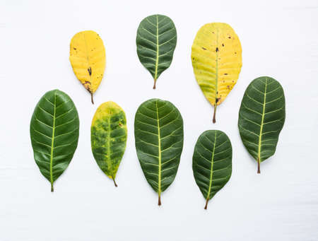 Green and yellow leaves of  Cashew on white background. With copy space. isolateの写真素材
