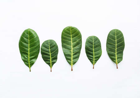 Green leaves yellow veins of  Cashew on white wooden background and copy space.の写真素材