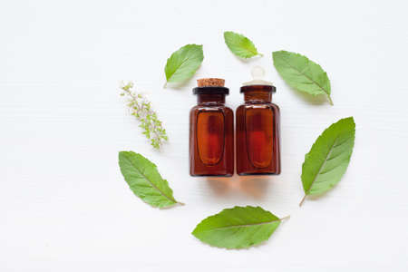 Holy basil essential oil with  fresh leaves.