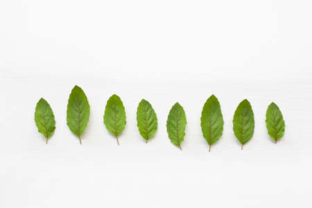 Holy basil leave on white background.の写真素材