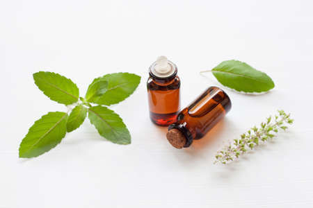Holy basil essential oil with  fresh leaves.