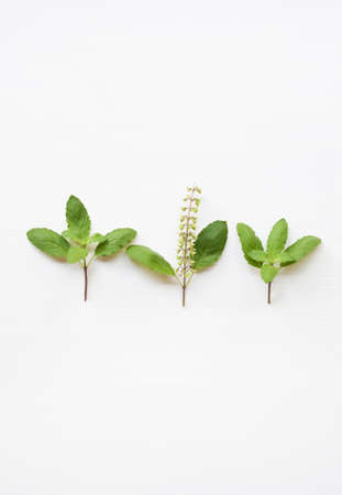Fresh holy basil on white background.の写真素材