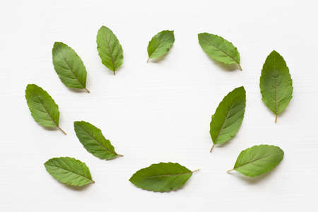 Holy basil leave on white background.