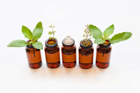 Holy basil essential oil with  fresh leaves.