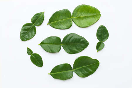 Bergamot kaffir lime leaves herb fresh ingredient isolated on white  background.