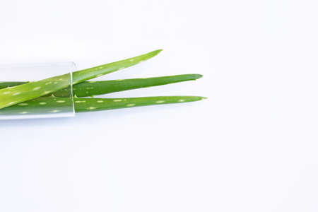 Aloe veraの写真素材