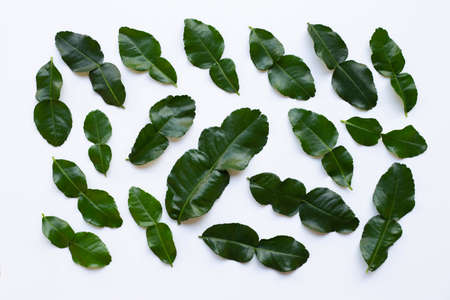 Bergamot kaffir lime leaves herb fresh ingredient isolated on white background.