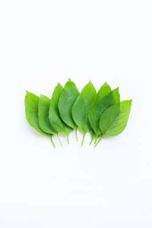 Sweet basil leaves on white background.