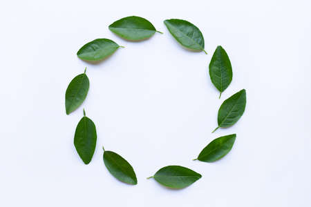 Circle frame made of green lime leaves isolated on white background.の写真素材