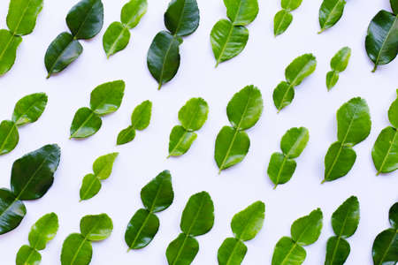Bergamot kaffir lime leaves herb fresh ingredient on white background.