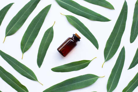 Eucalyptus oil bottle with  leaves on white background.の写真素材