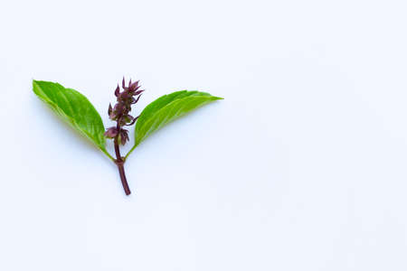 Sweet basil leaves and flower on white background. Copy spaceの写真素材