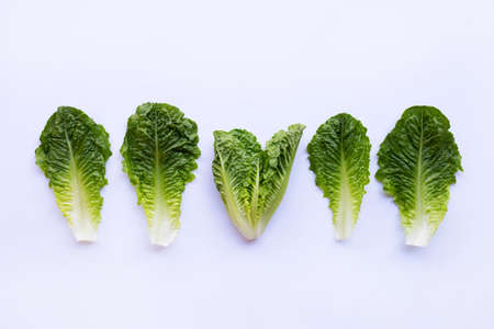 Romaine lettuce salad leaves on white background.の写真素材