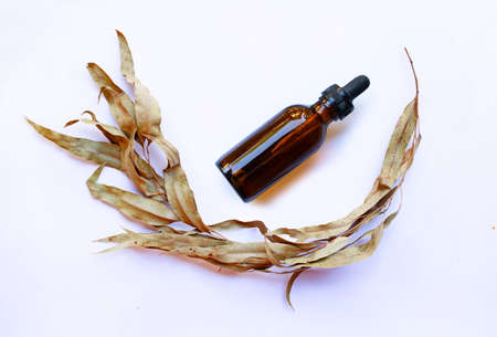 Dry eucalyptus branch and leaves with bottle of essential oil on white background.