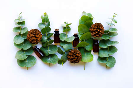 Eucalyptus essential oils with branches  of eucalyptus and  pine cones on whiteの写真素材