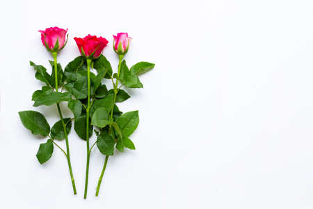 Rose flowers on white background. Copy spaceの写真素材
