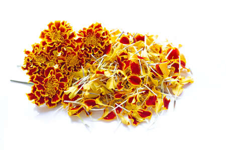 Beautiful red yellow marigold flower on over white background.